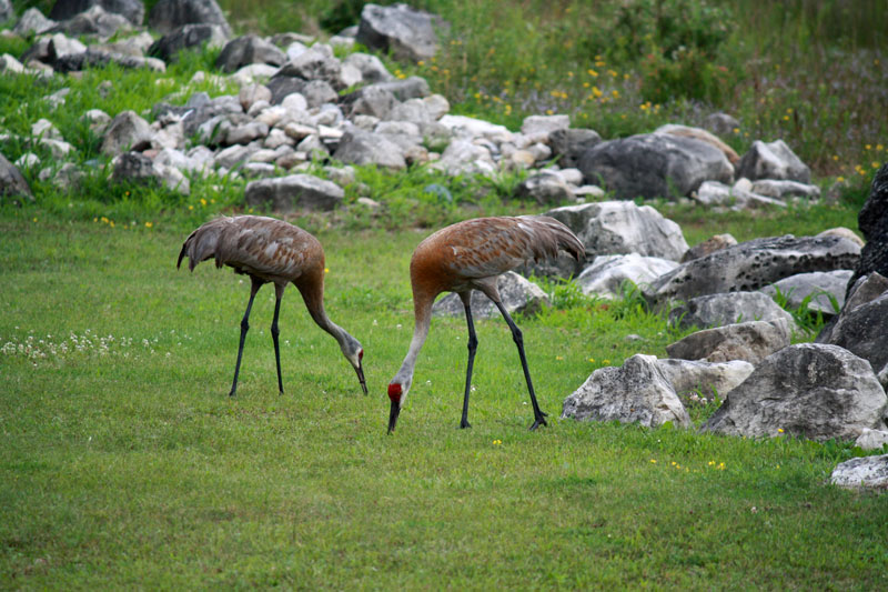 sandhill cranes loons point campgrounds